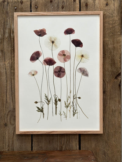 Plakat, poppy love