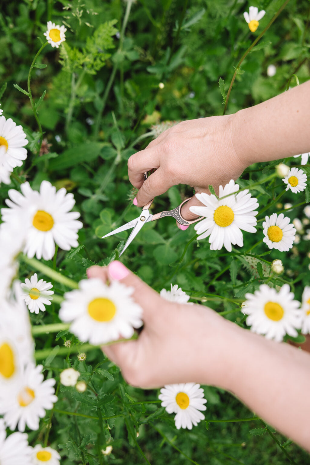 Frøpapir kort m/ kuvert, Marguerit